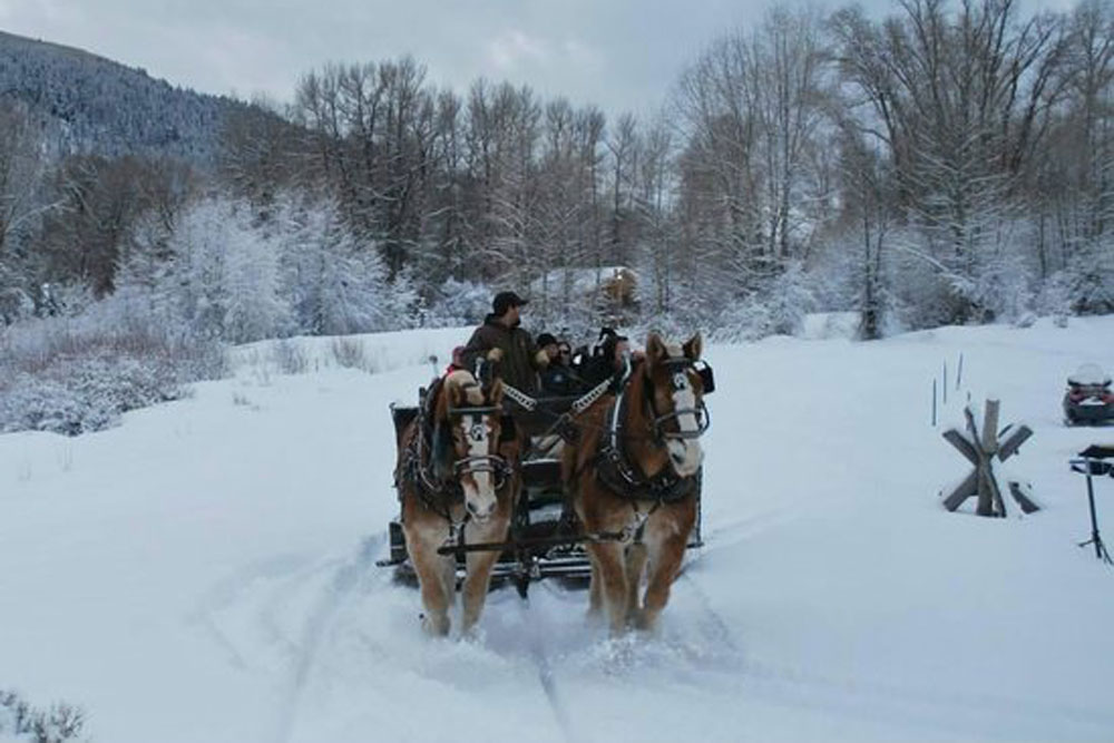 Horses Pulling Sled in Snow