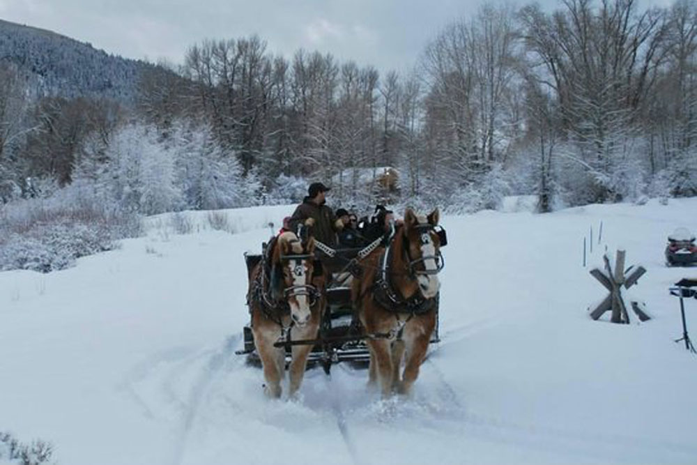 5511 Horses Pulling Sled in Snow
