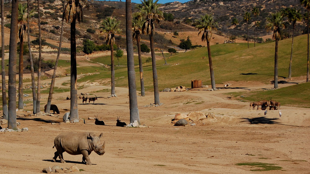 Rhino at the San Diego Zoo