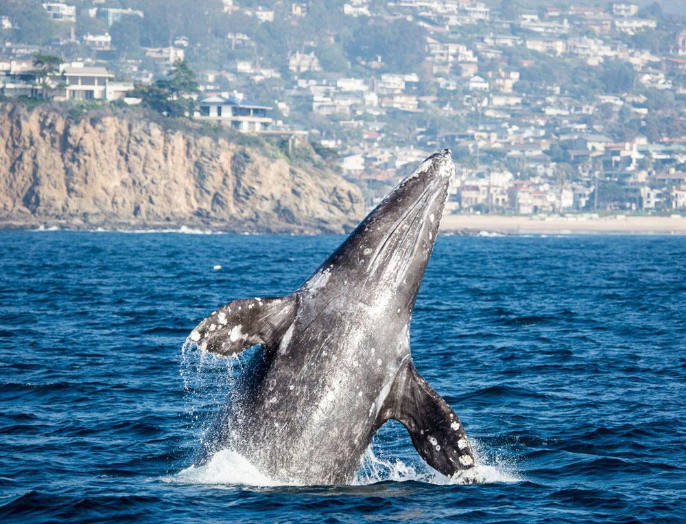 Right Whale Breeching the Surface off the Coast of San Diego California