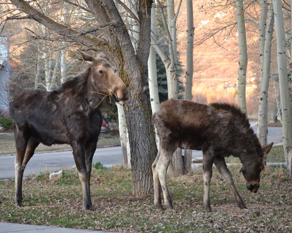Two Moose Looking for Food in a Neighborhood