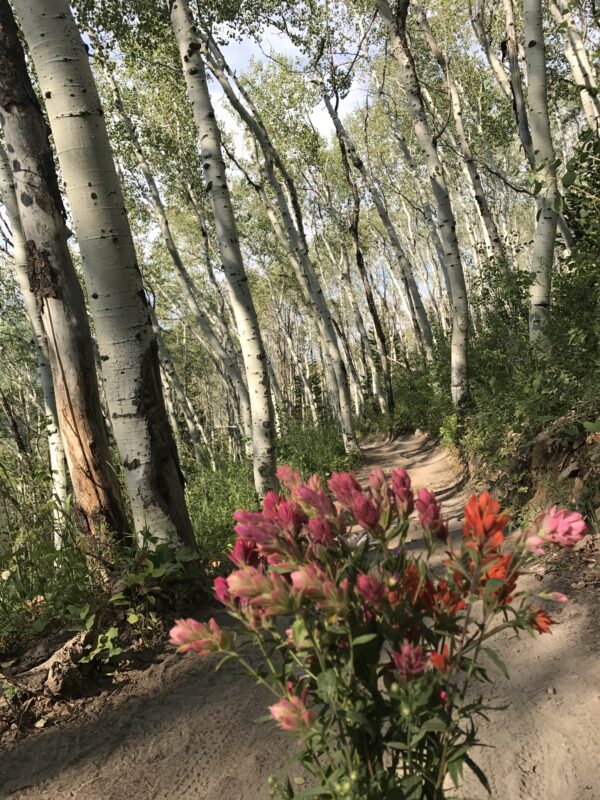 Bouquet of Wildflowers Picked on a Trail Surrounded by Aspen Trees in Park City Utah