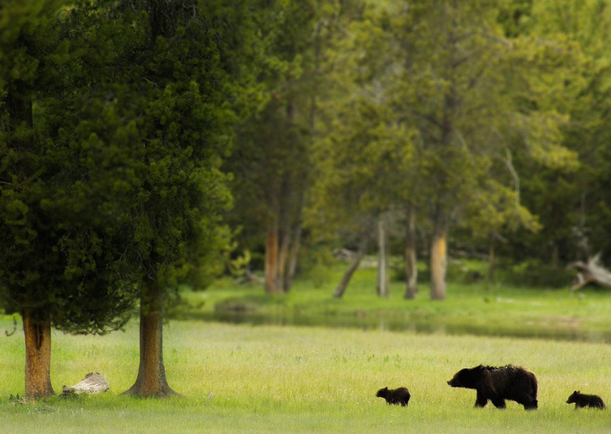 Black Bear and cubs cross a green meadow