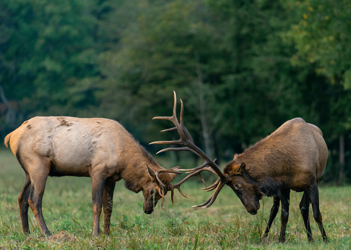 two elk in a meadow interlocking racks