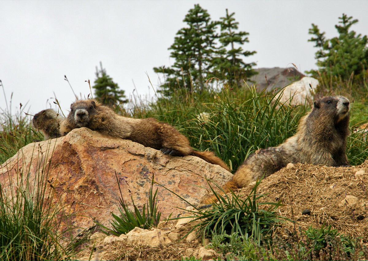 group of marmots perched atop rocks in the mountains