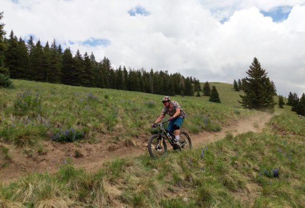 Mountain Biker on a trail in summer