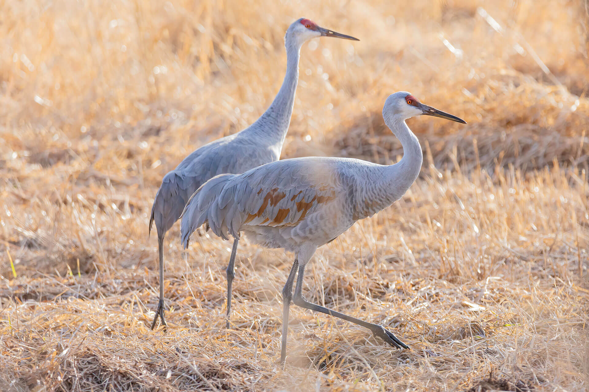 Sandhill Cranes in Park City, Utah