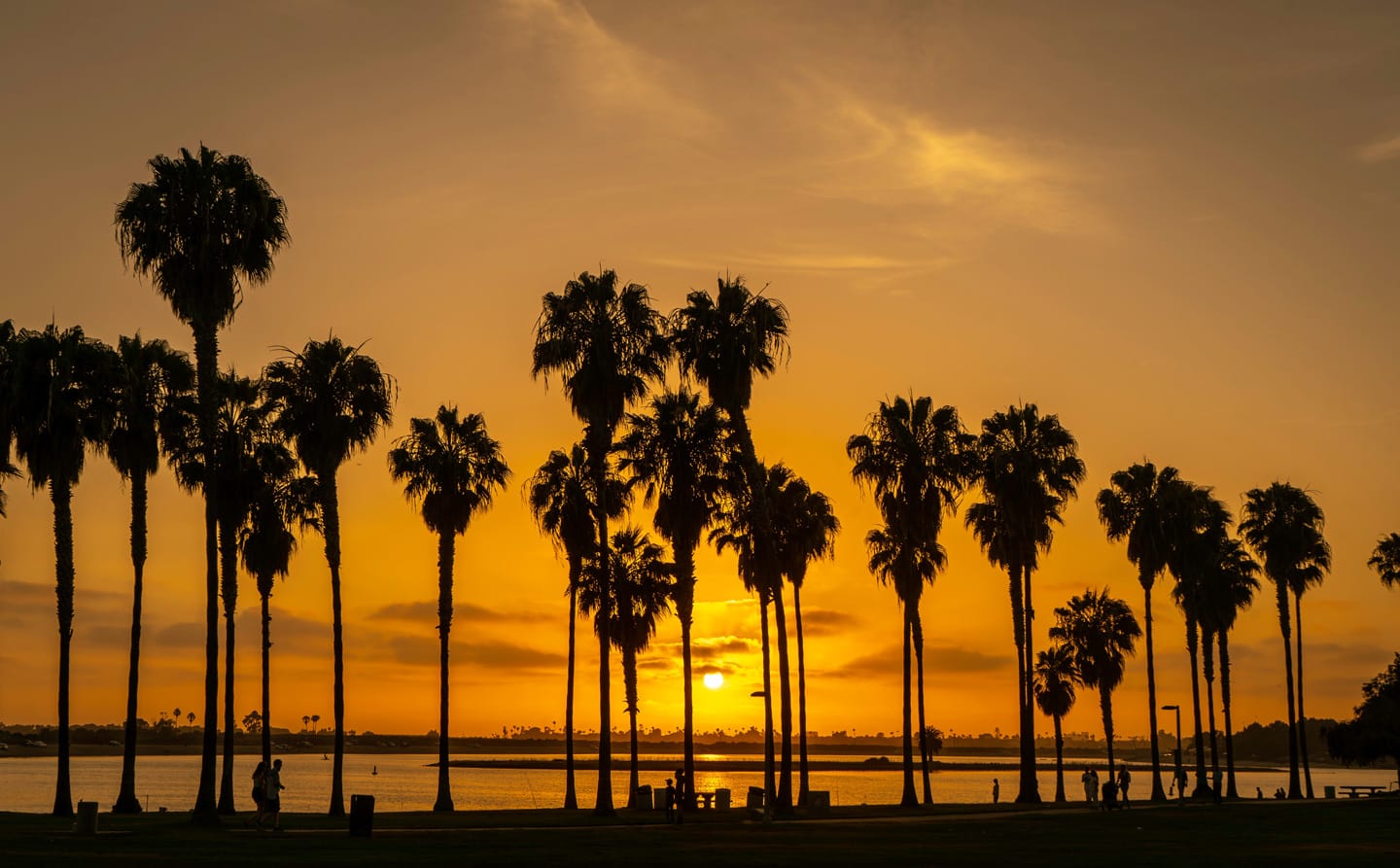 Palm trees silhouetted during a sunset