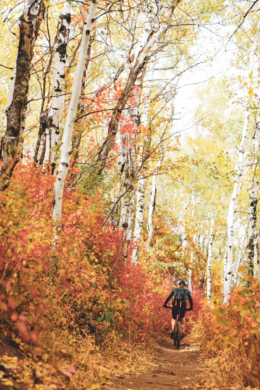 Mountain Biker Peddling on a Trail Surrounded by Aspens with Changing Yellow, Orange, and Red Leaves