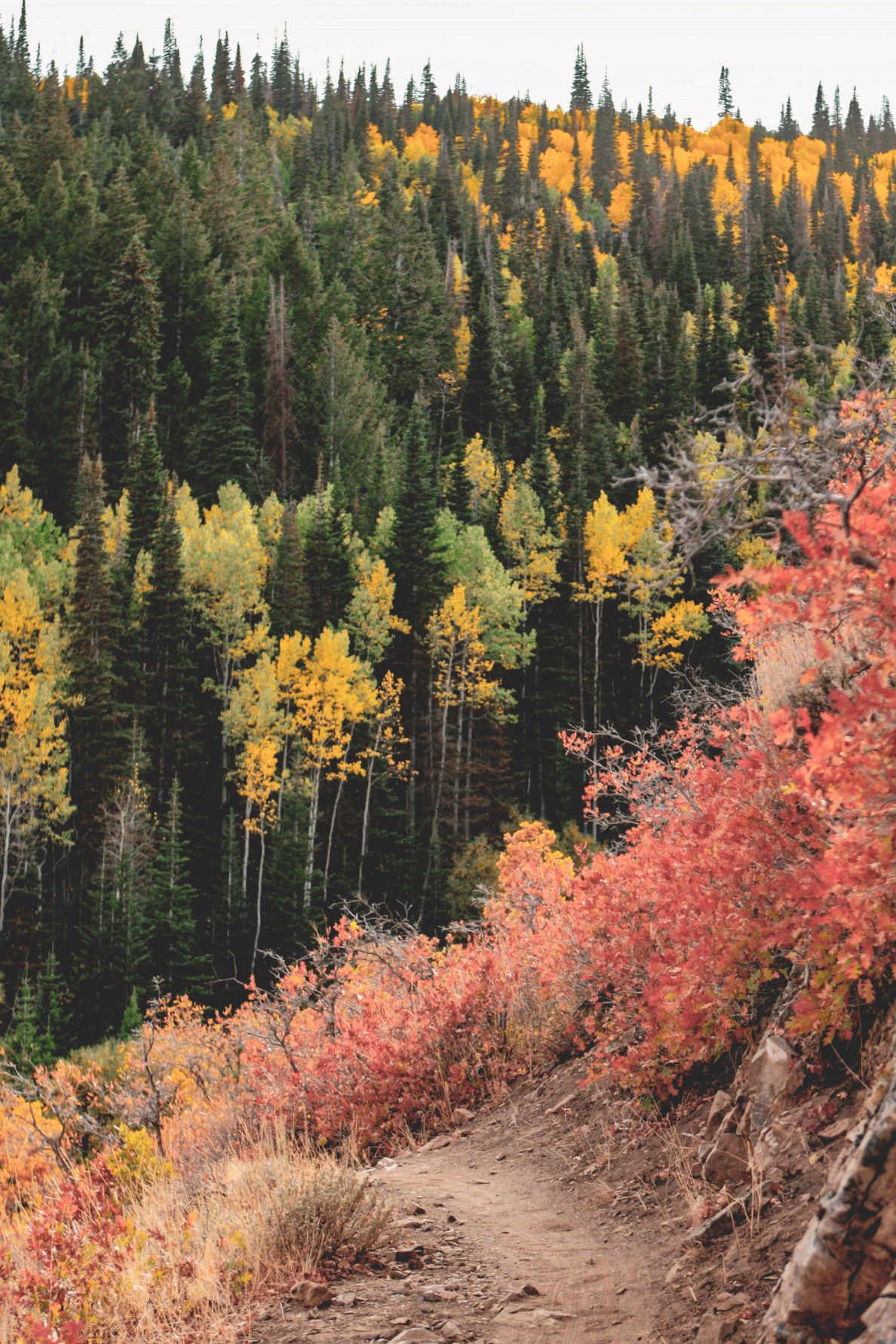 Hiking Trail with Trees Changing Their Leaves in Fall