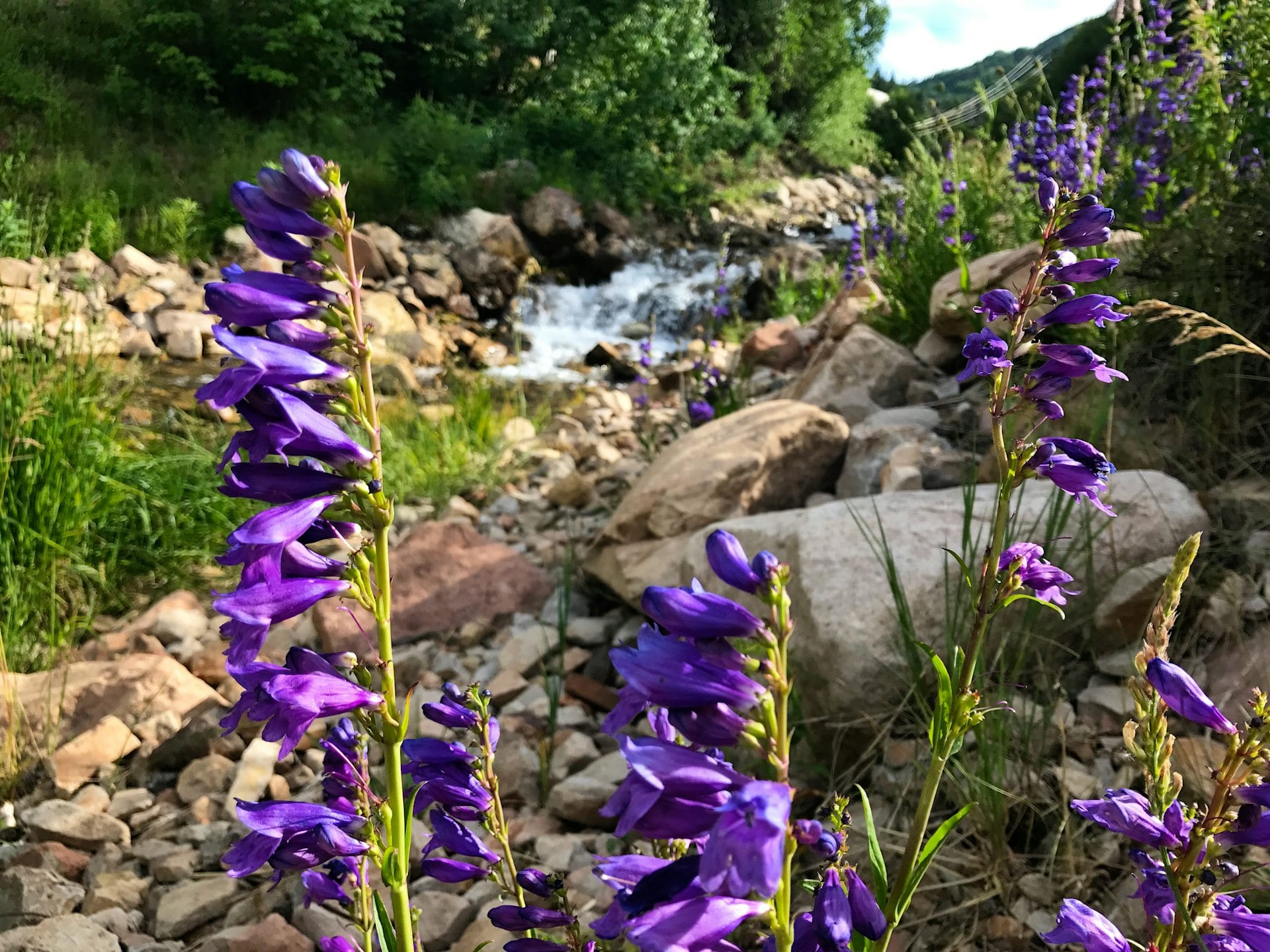 Park City Flowers in Daly Canyon