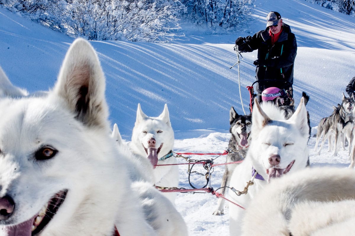 Park City dog sledding experience