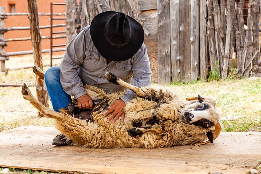 Santa Fe Spring Festival sheep sheering